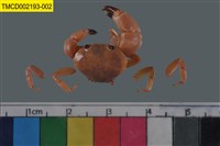 藏品(光輝圓扇蟹)的圖片